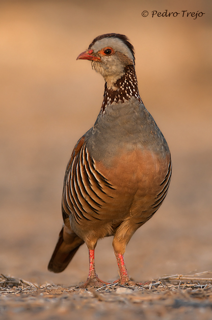 Perdiz moruna (Alectoris barbara)